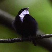 White-throated Manakin